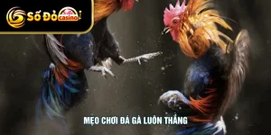 Mẹo Chơi Đá Gà Luôn Thắng - Bí Quyết Chuẩn Xác Cho Bạn