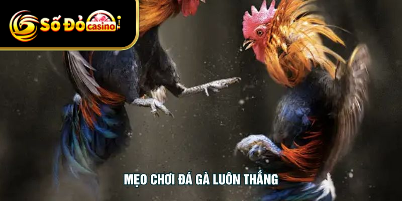 Mẹo Chơi Đá Gà Luôn Thắng - Bí Quyết Chuẩn Xác Cho Bạn