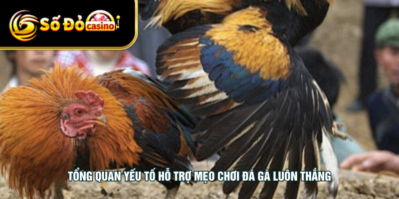 Tổng quan yếu tố hỗ trợ mẹo chơi đá gà luôn thắng