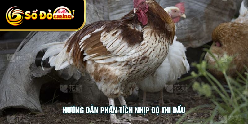 Hướng dẫn phân tích nhịp độ thi đấu