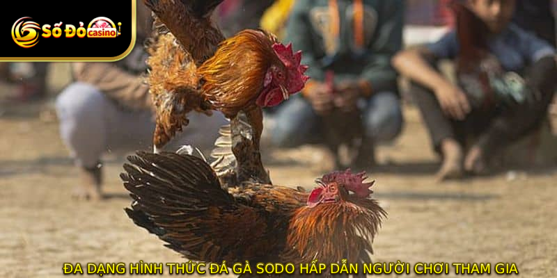 Đa dạng hình thức đá gà SODO hấp dẫn người chơi tham gia